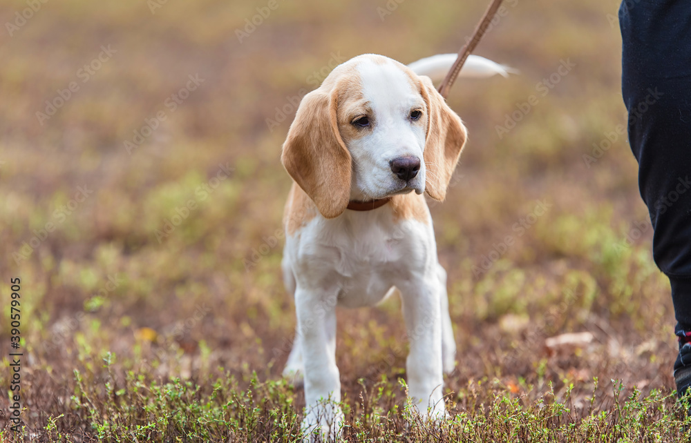 Cute beagle puppy portrait