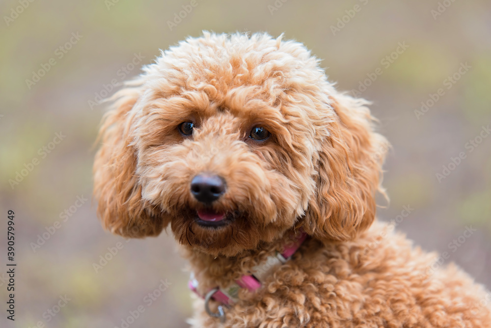 Brown poodle portrait