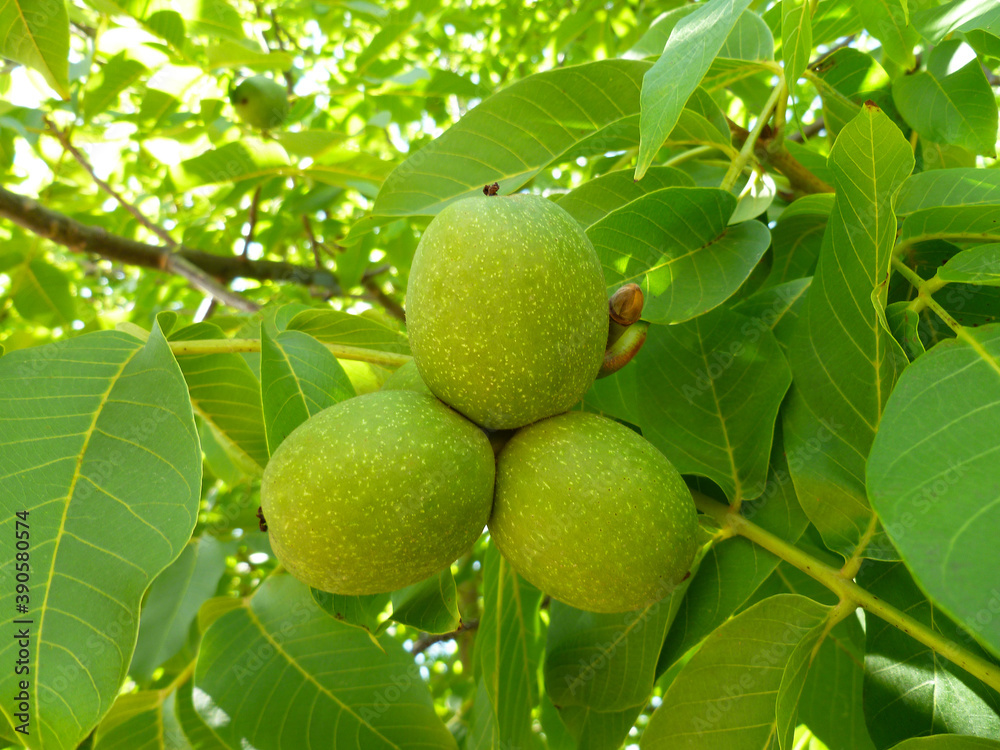 Walnuts. Green unripe walnuts with natural background. Young walnuts growing on a tree branch at sunny autumn day. Nuts close-up