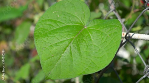 Wallpaper Mural leaf heart shape,green leaf heart growing on the fence Torontodigital.ca
