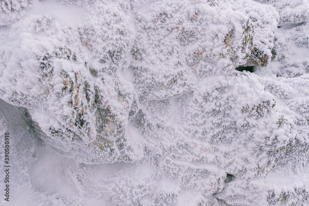 Fototapeta premium Christmas tree branches covered with snow and ice