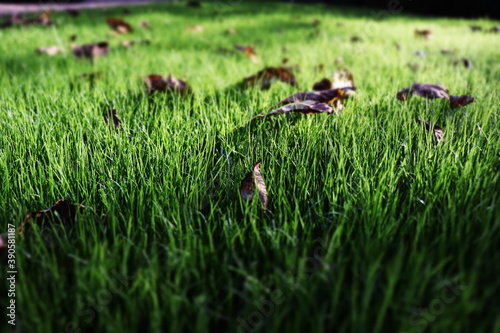 grass on the lawn