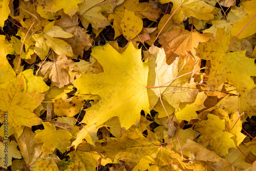 Close-up of colorful autumn leaves