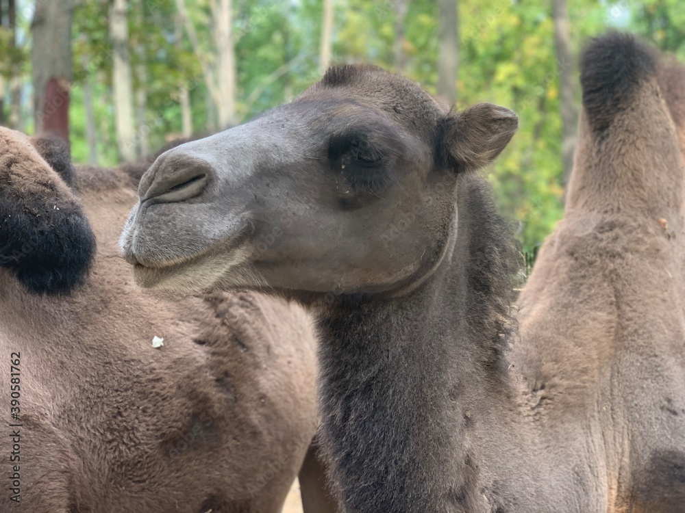 portrait of a camel