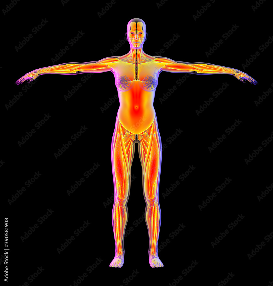 3d rendering illustration of muscle 3d rendering illustration of muscle