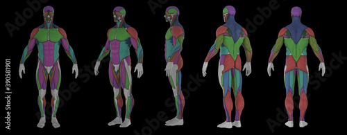 3d rendering illustration of muscle