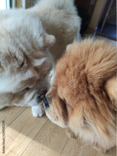 2 chow-chows se font un bisou