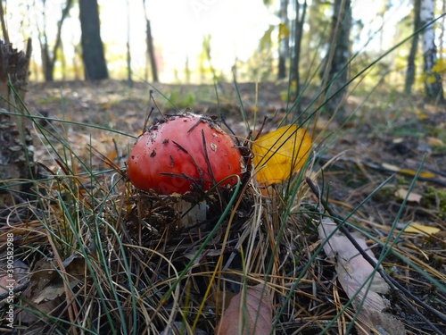 fly agaric mushroom