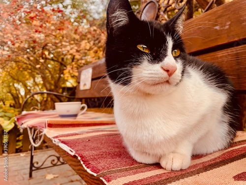 cat and aromatic tea in the garden