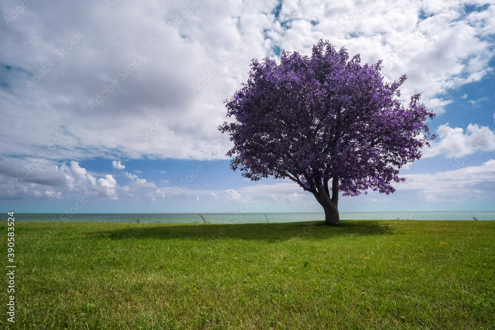 Fototapeta premium Purple tree on the edge of the cliff