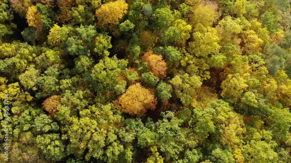 Epic Autumn Forest Aerial Drone View. Aerial View of Autumn Forest. Fall Landscape With Red Yellow Green Trees Swaying. Mixed Forest, Green Conifers, Deciduous Trees Swaying to Wind Nature Landscape Epic Autumn Forest Aerial Drone View. Aerial View of Autumn Forest. Fall Landscape With Red Yellow Green Trees Swaying. Mixed Forest, Green Conifers, Deciduous Trees Swaying to Wind Nature Landscape