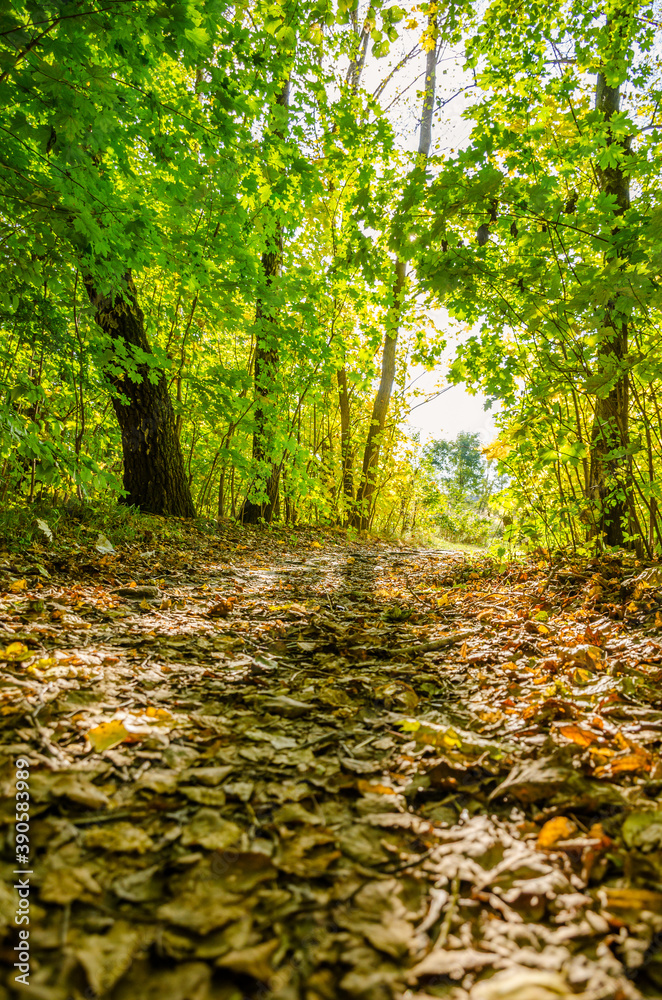 Landscape with autumn forest in the sunny day. Yellow and green forest in the fall season. Landscape with autumn forest in the sunny day. Yellow and green forest in the fall season.