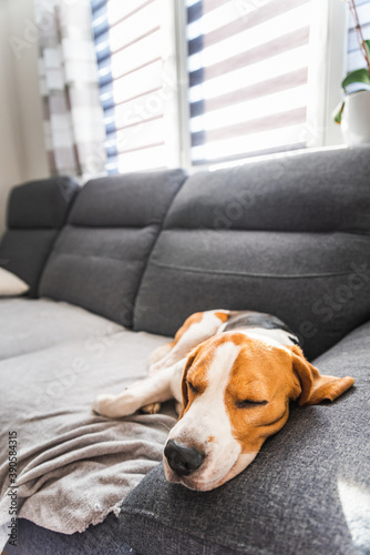 Beagle dog tired sleeps on a cozy couch in funny position.