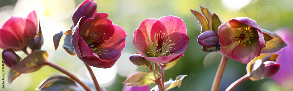 Christrose (Helleborus orientalis) mit roten Blüten, Zierpflanze, Panorama 