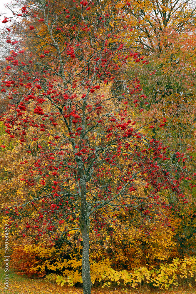 Vogelbeere (Sorbus aucuparia) oder Eberesche, Baum mit roten Früchten, Heilpflanze Vogelbeere (Sorbus aucuparia) oder Eberesche, Baum mit roten Früchten, Heilpflanze