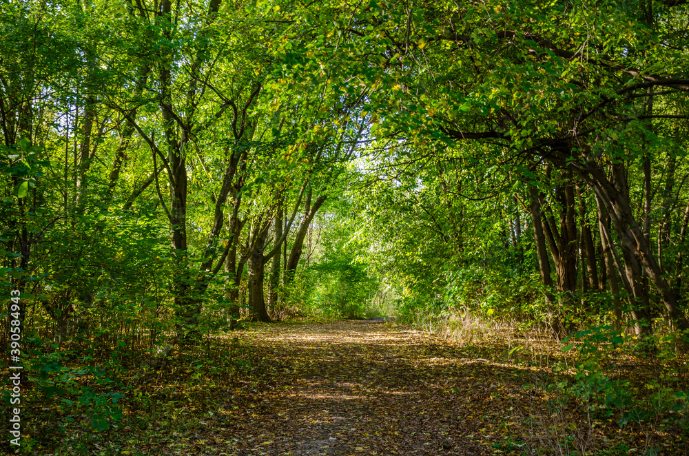Landscape with autumn forest in the sunny day. Yellow and green forest in the fall season. Landscape with autumn forest in the sunny day. Yellow and green forest in the fall season.