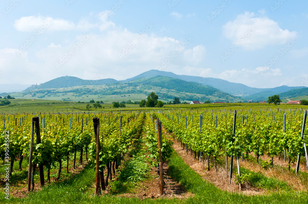 Vineyards and landscape near Château du Haut-Kœnigsbourg, Alsace, France