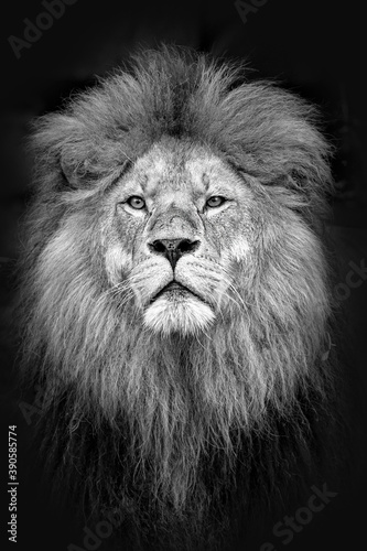 Portrait eines Löwen in schwarz weiß