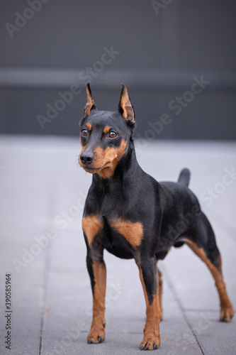 portrait of an adorable little dog, pinscher breed