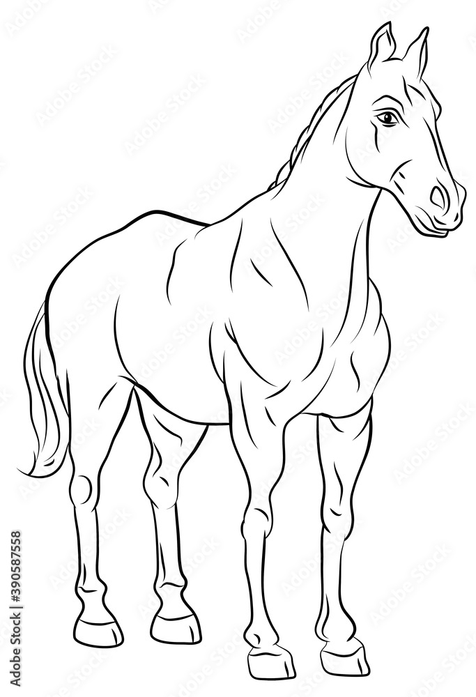In the animal world. Horse image. Black and white drawing, coloring.