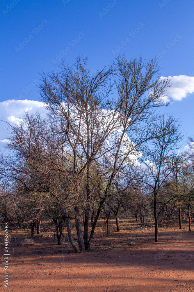 Fototapeta premium Landscape of African wilderness with dense bush, blue sky and white clouds