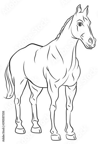 In the animal world. Horse image. Black and white drawing  coloring.