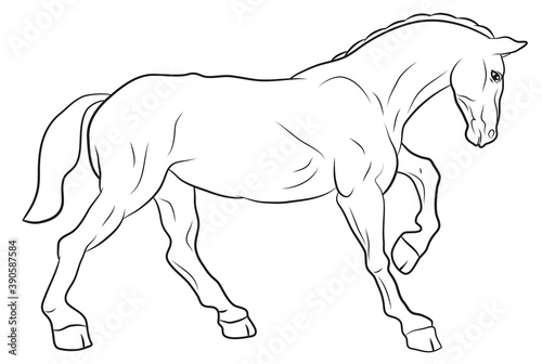 In the animal world. Horse image. Black and white drawing  coloring.