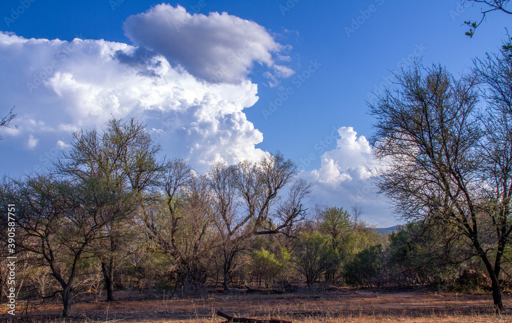 Obraz premium Landscape of African wilderness with dense bush, blue sky and white clouds