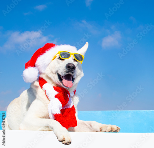 happy dog with christmas hat