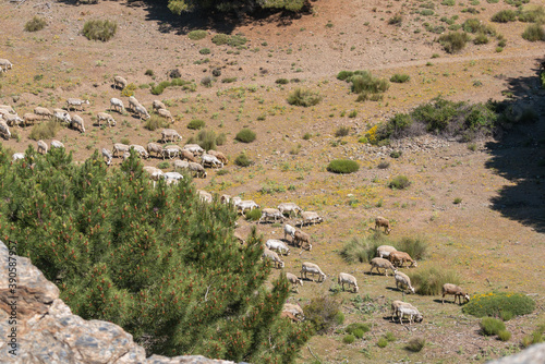 sheep grazing in Sierra Nevada