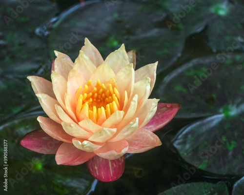 Closeup view of bright creamy orange pink water lily wanvisa nymphaea flower isolated outdoors on natural background
