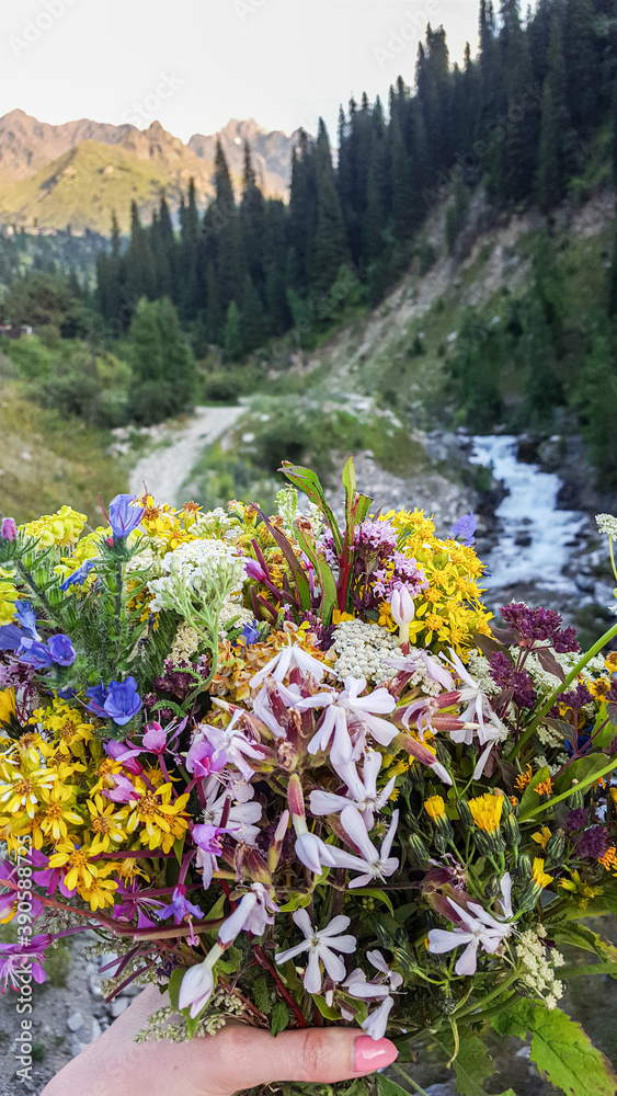 Plants and flowers high in the mountains