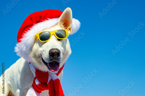 happy dog with christmas hat © Natallia Vintsik
