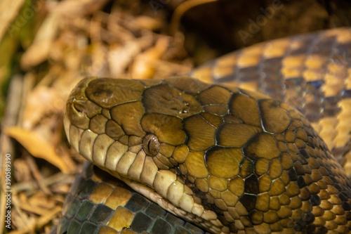 Australian amethystine python (Simalia amethistina), also known as the scrub python or 'sanca permata' locally in Australia photo