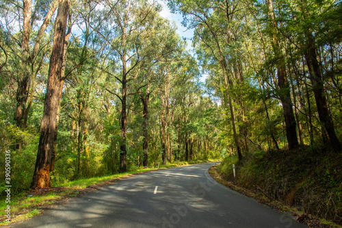 Fotografía An empty two-line road through the eucalyptus forest in Yarra Valley, Victoria,