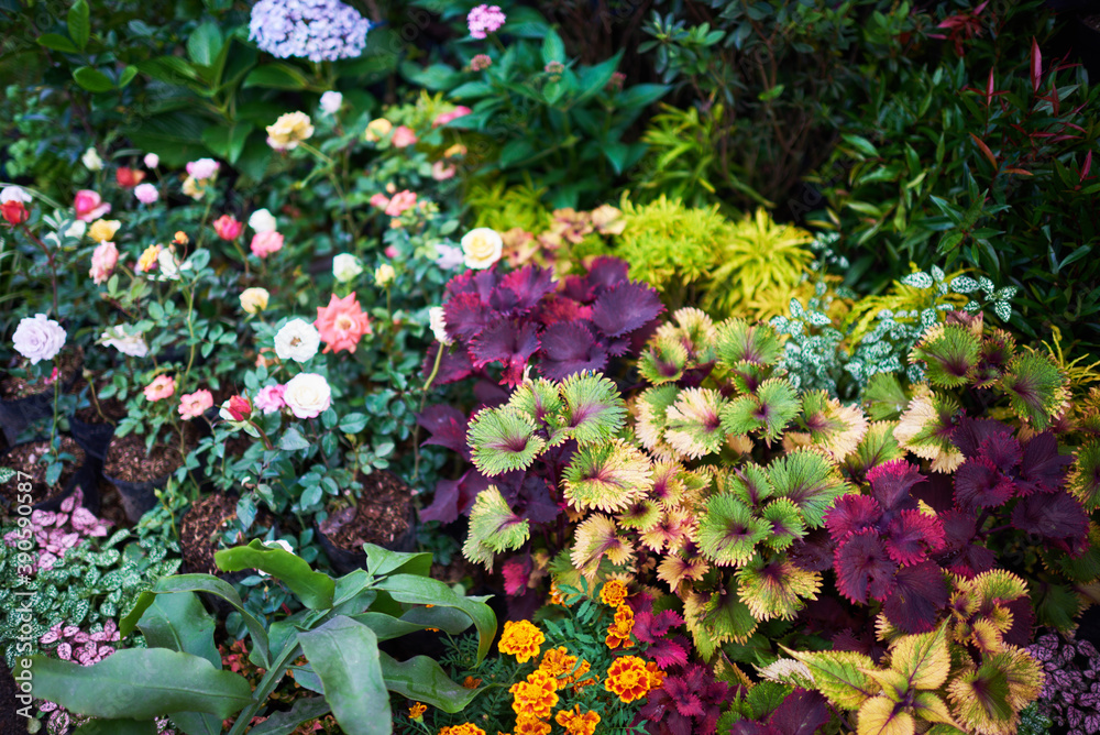 Naklejka premium Beautiful flower summer garden. Natural flowers in garden background. Garden flower part. Spring blooming flowers.