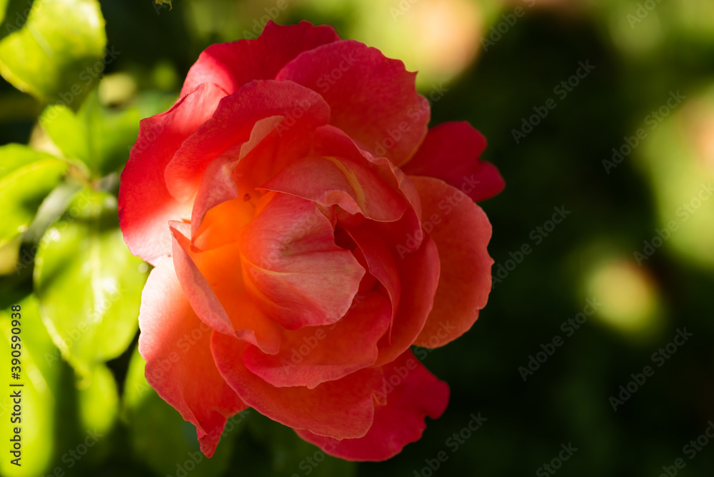 Fototapeta premium Red rose closeup outdoors partly in sun background