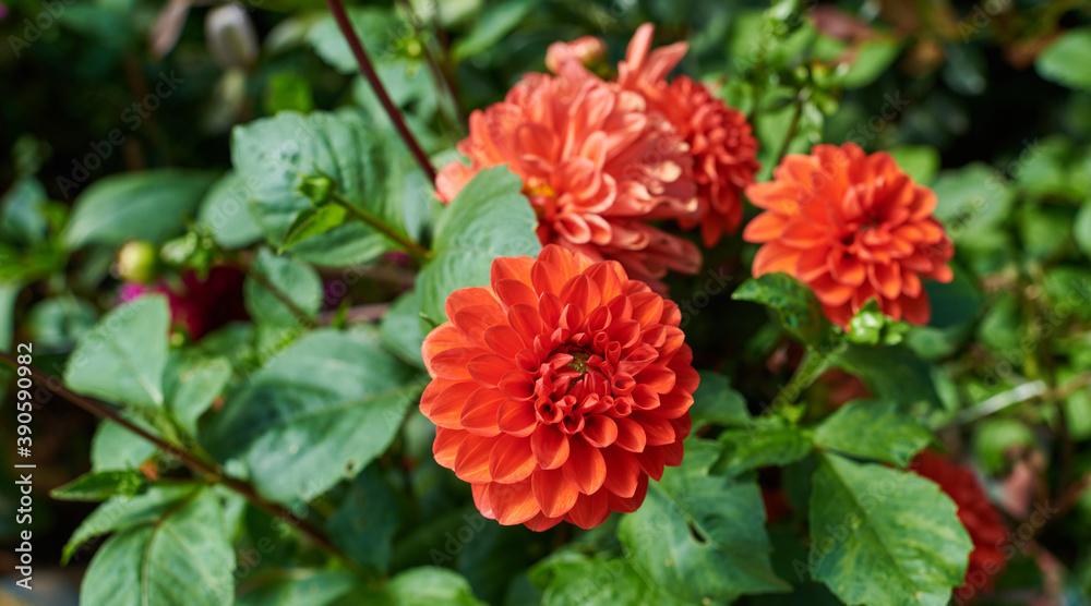 Flowers with petals in various tones of red or pink color. August colorful background. View of multicolor dahlia. Beautiful dahlia on green background. Summer flowers. Flowers with petals in various tones of red or pink color. August colorful background. View of multicolor dahlia. Beautiful dahlia on green background. Summer flowers.