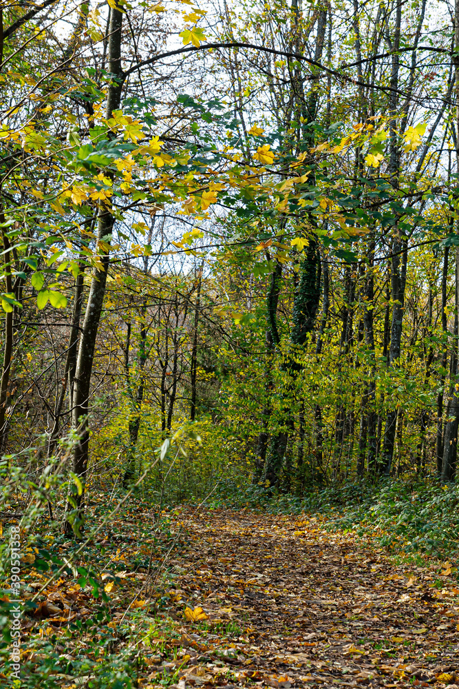 Waldweg