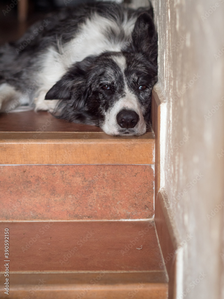 Border collie dog looking really bored on top of flight of stairs.