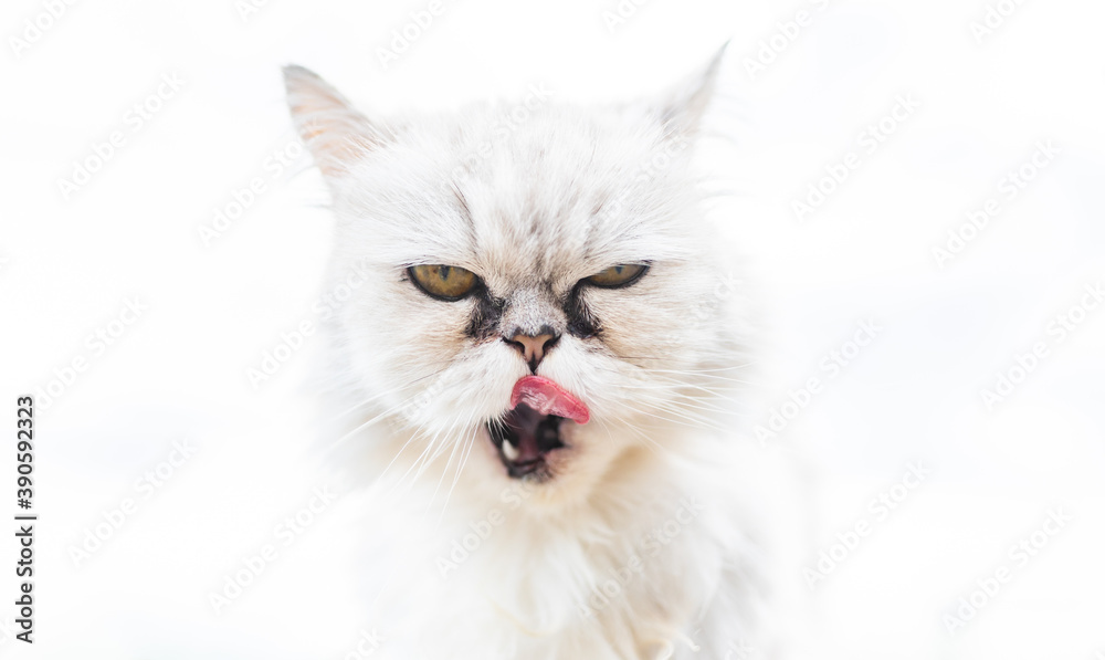 White persian cat with black Tear Stains under eyes.