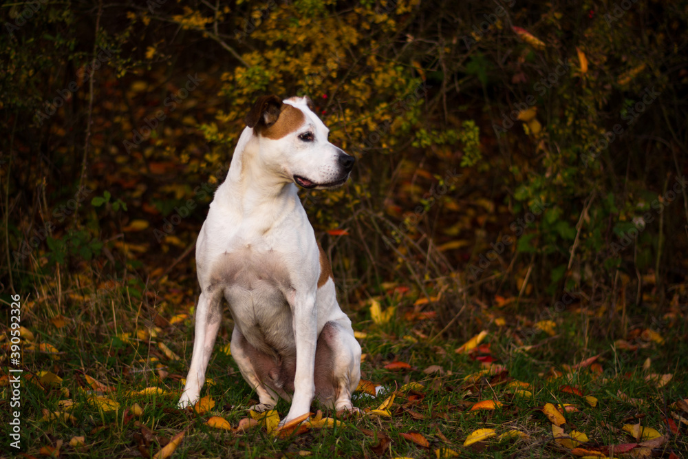 Happy american pitbull terrier dog posing in beautiful colorful autumn nature	
