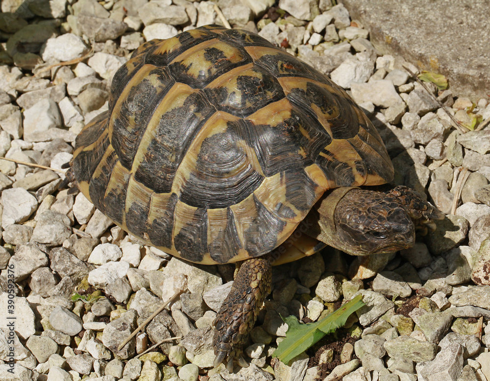 Tortue d'Hermann	

