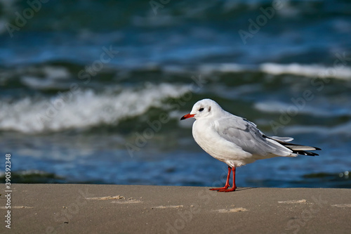 Lachmöwe ( Chroicocephalus ridibundus ).