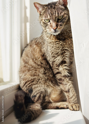 Older gray and brown male cat sitting on sun lit window pane
