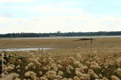 Queue-de-lièvre en bord de mer photo