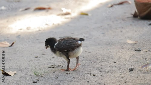 Chicks Foraging On The Ground