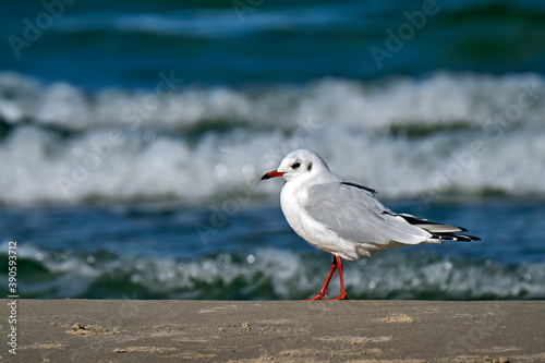 Lachmöwe ( Chroicocephalus ridibundus ).