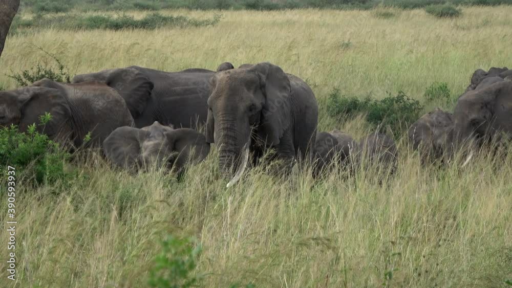 Herd of African savanna elephant (Loxodonta africana) walking through high grass in Murchison Falls National Park Herd of African savanna elephant (Loxodonta africana) walking through high grass in Murchison Falls National Park