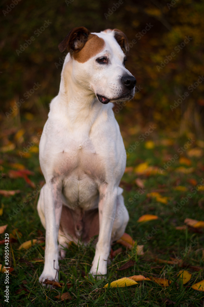 Happy american pitbull terrier dog posing in beautiful colorful autumn nature	
